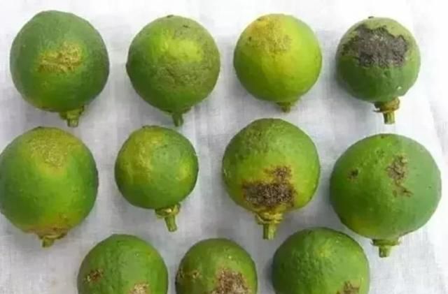 果树|植物|硼肥_新浪新闻