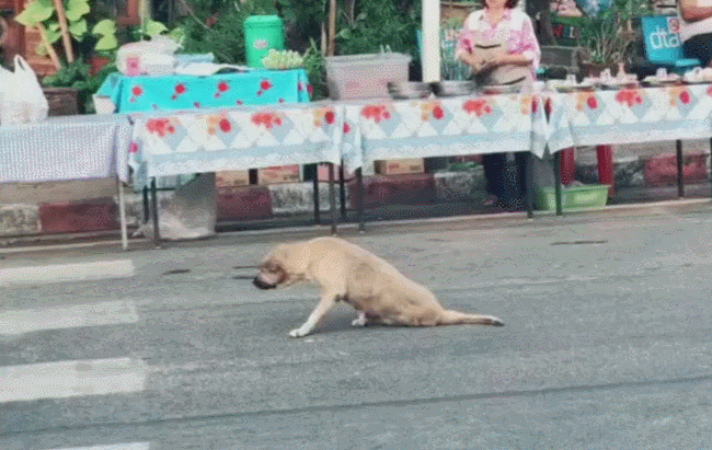 650_411gif 动态图 动图