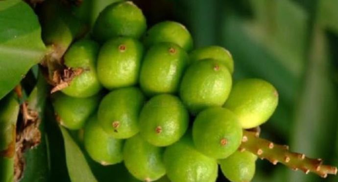 山里这种"竹子",果实是稀罕物,古时称为"仙果",价值很高