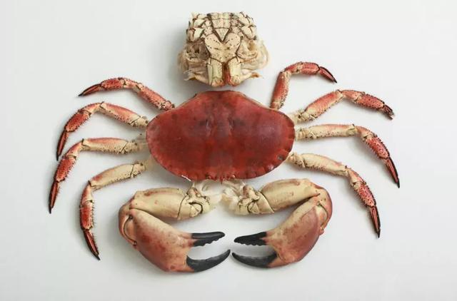 你真的会吃螃蟹四个部位万万不能吃一定要记住