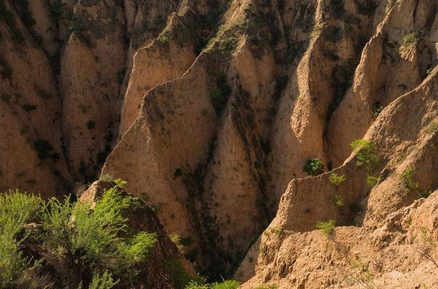 那么,黄土高原千沟万壑的黄土地貌是怎么形成的呢?