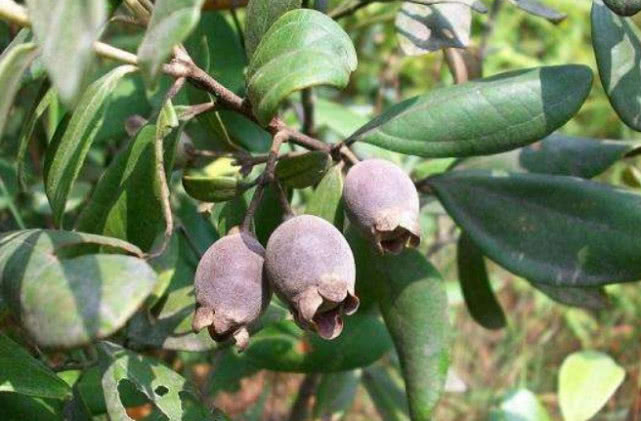 农村一种特色"野果",城里几乎少人识,它能吃酿酒更是一绝|野果|桃金娘