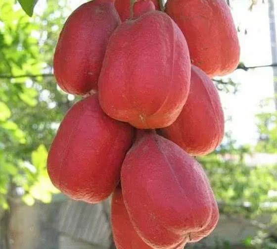 这种西非荔枝果吃起来比较危险,如果没吃对还会引起中毒