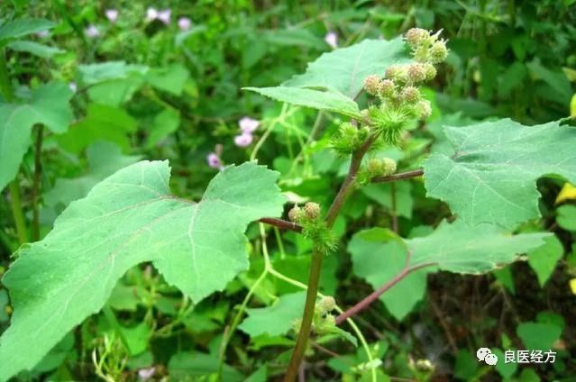 那么,苍耳草竟然有如此功效,那么它的市场价格如何呢?