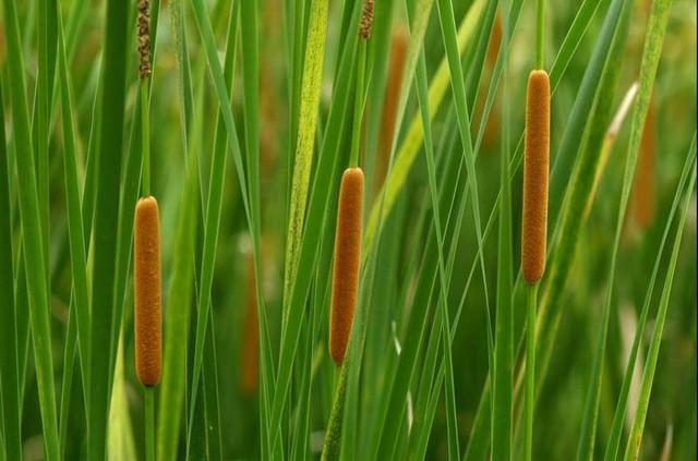 农村遍地的"香肠草",过去人人嫌,如今能吃还能驱蚊卖30块一斤