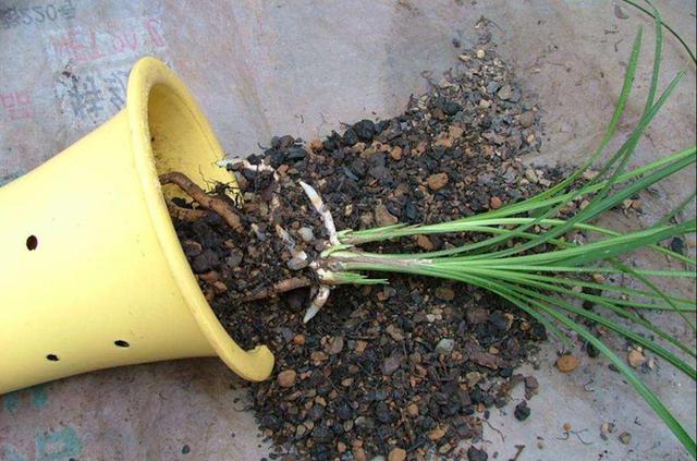 栽种兰花时假鳞茎是否需要外露或掩埋植料里值得收藏