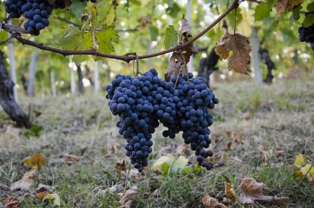 内比奥罗葡萄酒配餐指南!|比奥|配餐|葡萄酒_新浪新闻