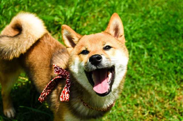 柴犬贵?6个理由告诉你为什么贵,看完你会觉得值