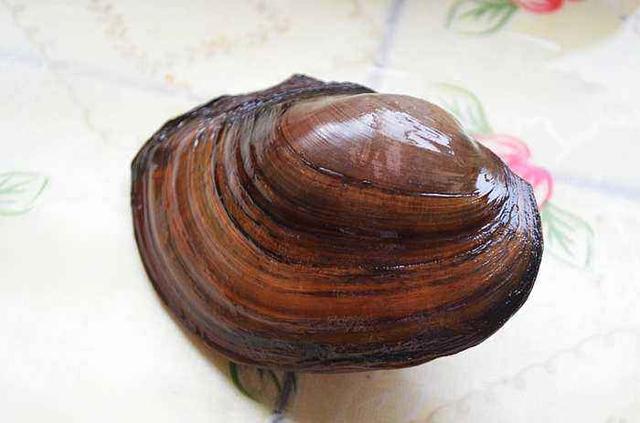 清朝一渔民半夜捕到一巨大河蚌里面有一尊珍珠佛价值1800万