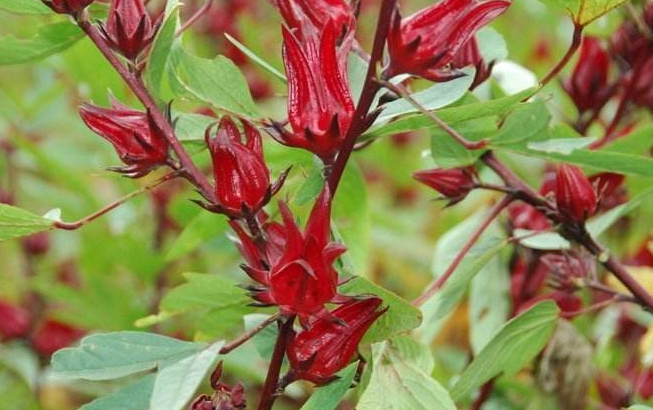 农村一种红色野果像仙女的名字现在市场上价格百元一斤