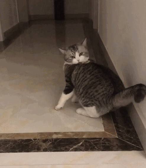 494_570gif 动态图 动图