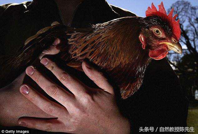 学者发现鸡身上的味道有可能拯救32亿人口!
