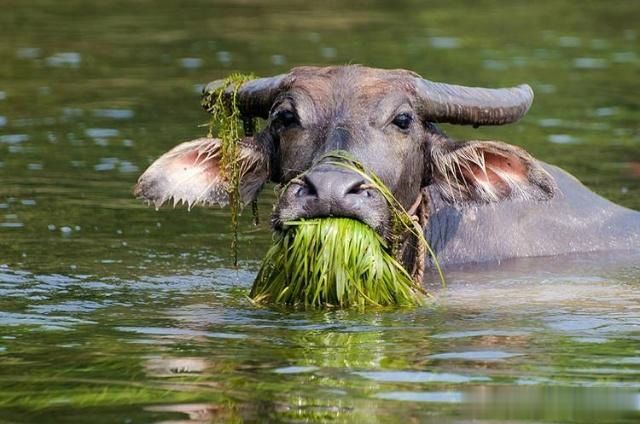 民间俗语老牛吃嫩草下半句才是精华却鲜少有人知