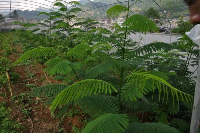 农村一种怪植物,人称臭菜,奇臭难闻,在云南却深受傣族人热捧