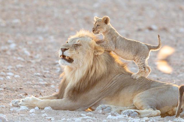 小狮子趁雄狮午睡骑大马,开心闹腾玩耍,狮王被吵醒后满脸不爽