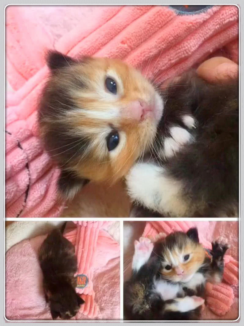 布偶猫和橘猫的孩子是啥样?看到小猫咪,主人:信了你的邪