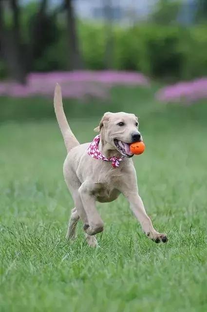 拉布拉多很容易被训练是主人们的忠实伙伴