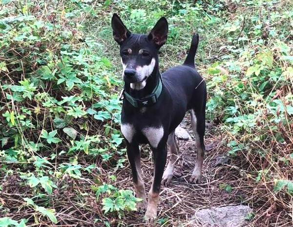 箭毛猎犬,中华四大名猎之一,实属珍稀本土犬,只因稀少,如今纯种价值