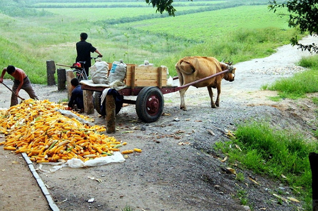 这3个难题农民家家都要面对,要早做打算,不然吃亏在后头