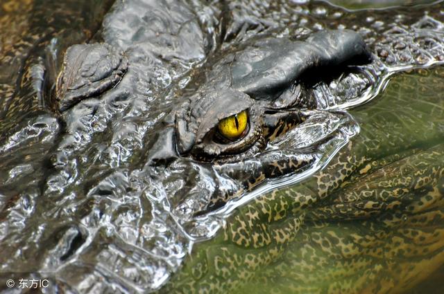 动物界的抗日同盟,数百名日军一夜之间被干掉,堪称"抗日神鳄"