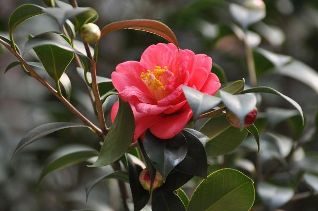 茶梅盆景介绍历史悠久富有韵味