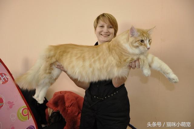 世界上最小的猫咪和最大的猫咪,你知道有多长吗