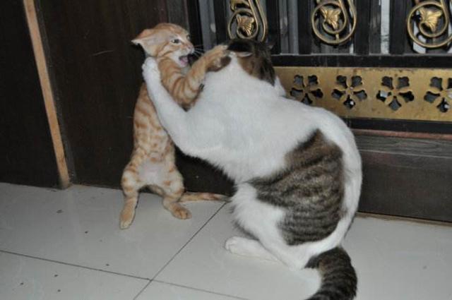 一波小奶猫打架的图,奶凶奶凶的,就问你怕不怕