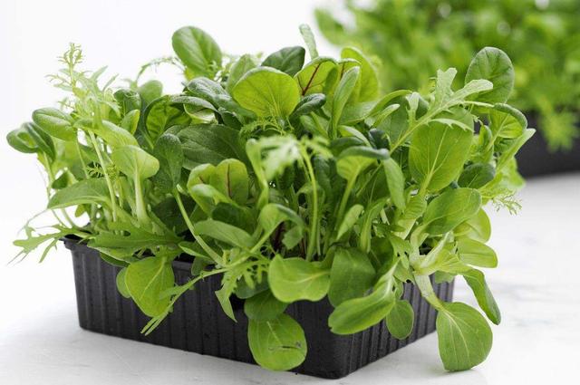 这三种蔬菜吃不完别扔倒点水就能冒根冬天养成小盆栽赏心悦目