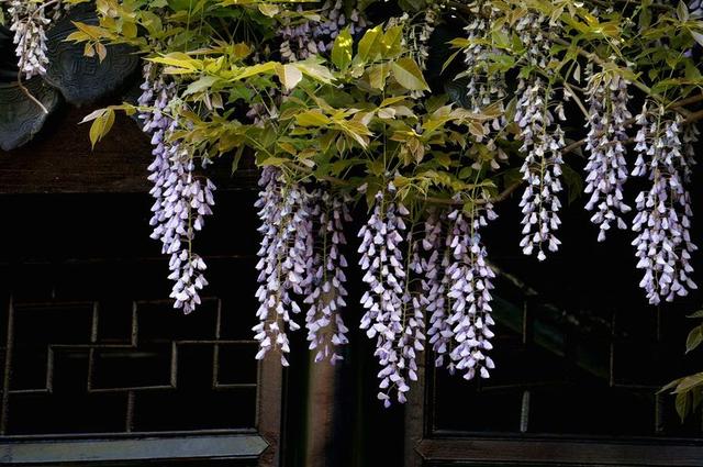 非常适合放在书架或者架子上的花卉,养殖起来也特别容易!