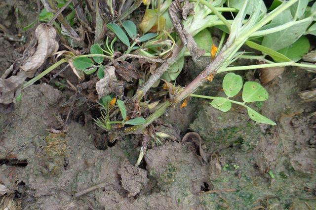 花生茎腐病为什么难防治田间发病后种植户该怎么做