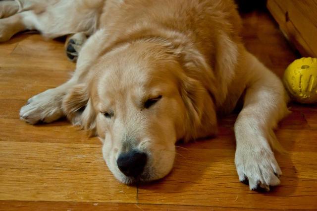 狗狗四肢无力站不起来是怎么回事