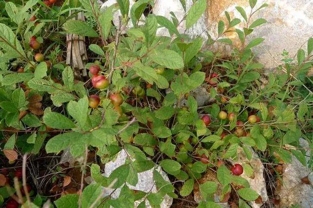 康熙皇帝最爱的野果,可在零下35度生长,被誉为"众果之王"|欧李|野果