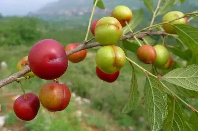 康熙皇帝最爱的野果,可在零下35度生长,被誉为"众果之王"|欧李|野果