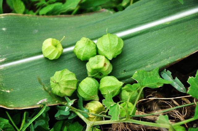 在中国没什么人吃的野果,被外国人重新包装后,在国内大受欢迎|酸浆