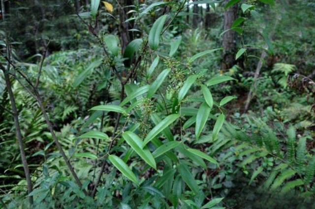 农村这种野菜以前农民经常挖来吃其实它煮水泡脚还能治脚气