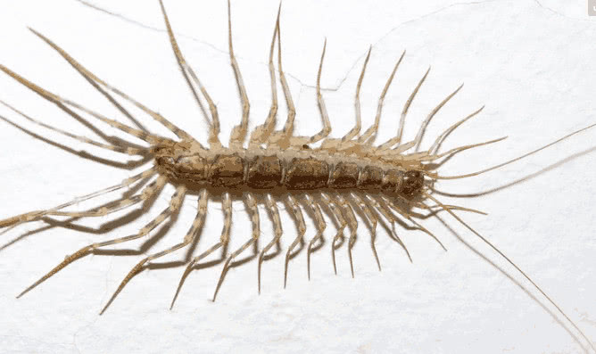 长得像蜈蚣一样,在农村被称为钱串子,也有人称之为草鞋底