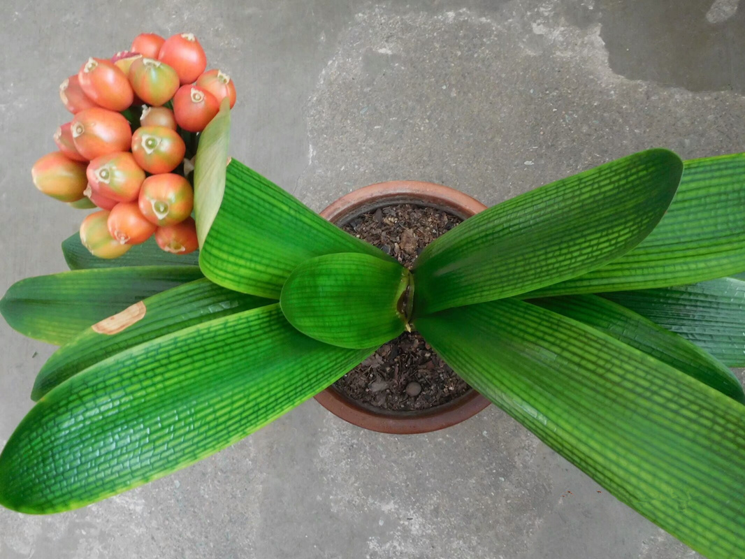 君子兰丰收果子红彤彤君子兰烂心叶子黑黝黝悲喜交加