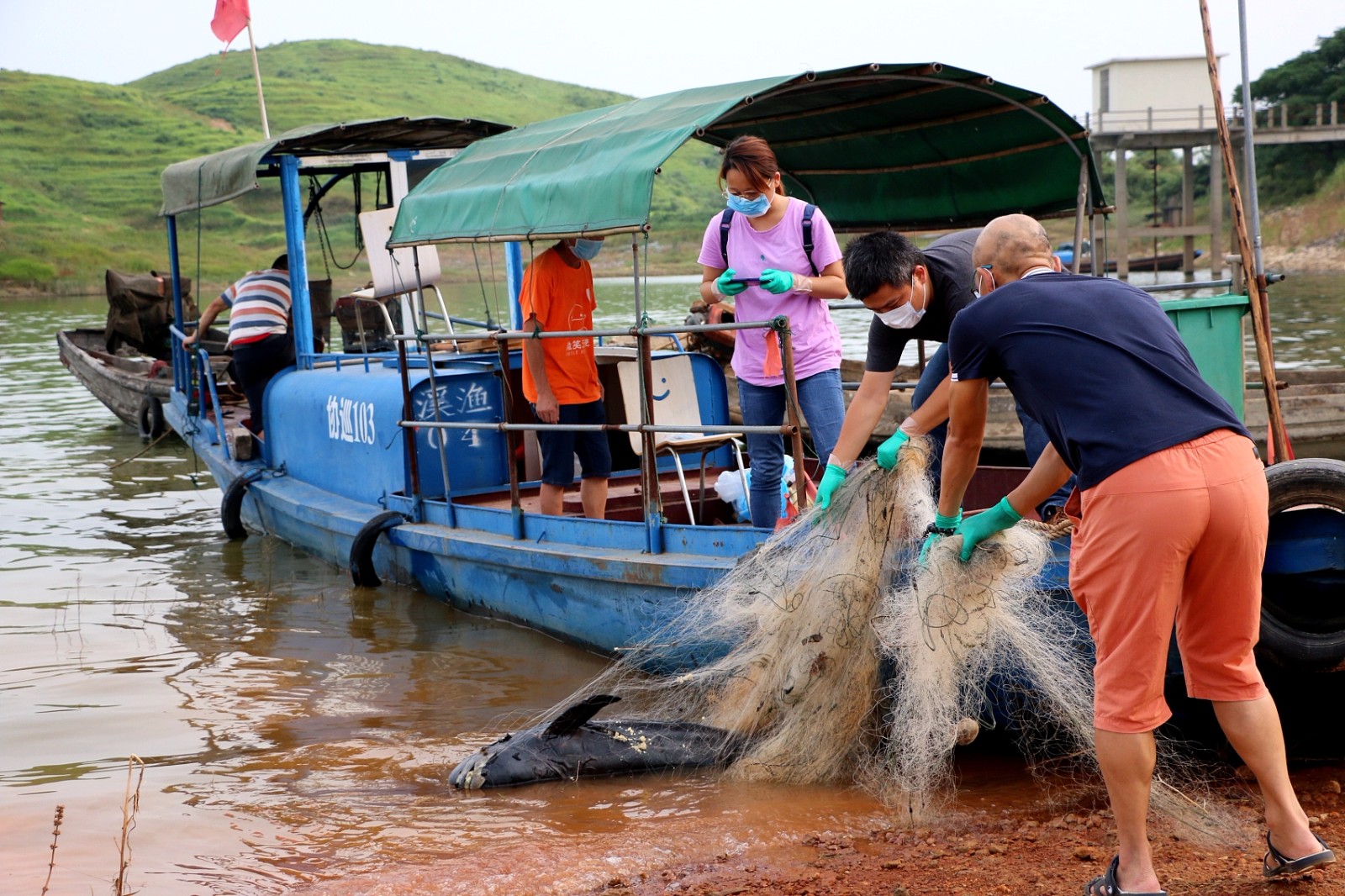 仅剩千余头的江豚又少俩捕鱼网缠满全身