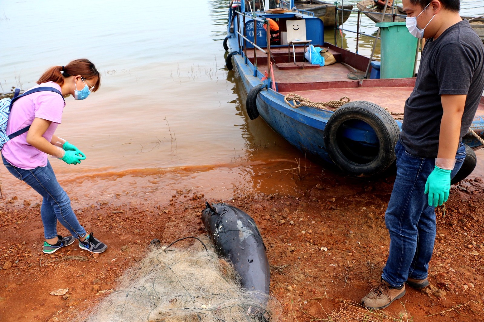 仅剩千余头的江豚又少俩捕鱼网缠满全身