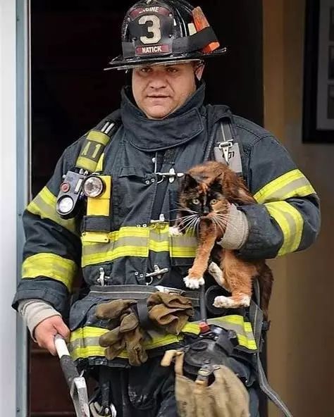 即使小小的生命也不能放弃:那些消防员与他们救出猫咪们的合影