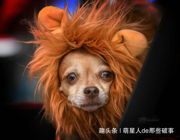 听说所有女人都去烫头了,狗狗们新年发型绝不能输!