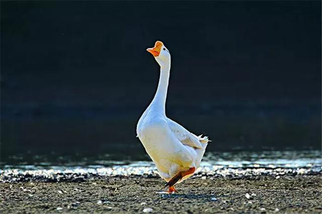 大白鹅|猫咪|白鹅_新浪新闻