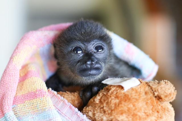 小猴完全不懂为何妈妈永远睡着了,一直抓着母猴身子想它起来!