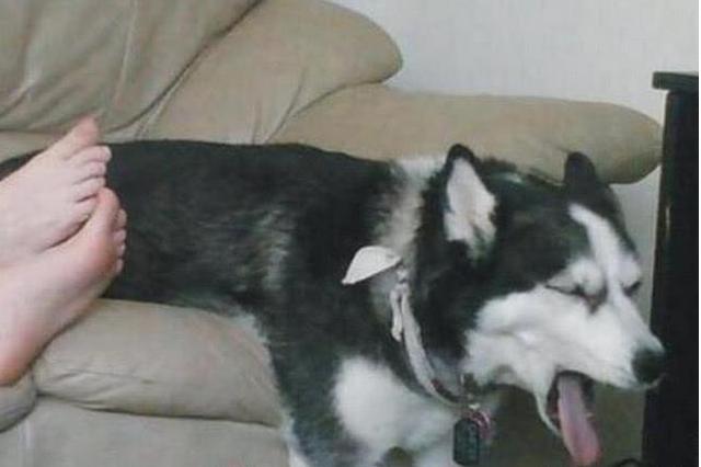 二哈献殷勤给主人舔脚却露出这表情主人笑喷二哈也有克星