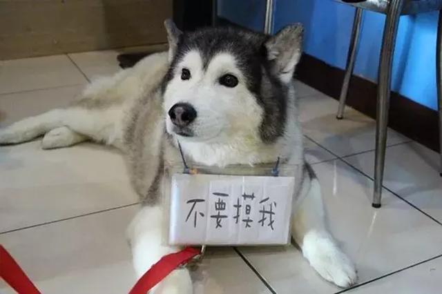 二货哈士奇化身狼外婆,五种情况下,无攻击性犬也会伤害人!
