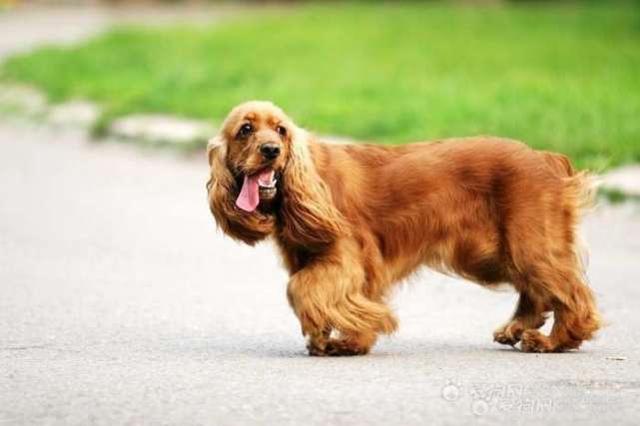 英国可卡犬怎么选购,颜色也分为很多种