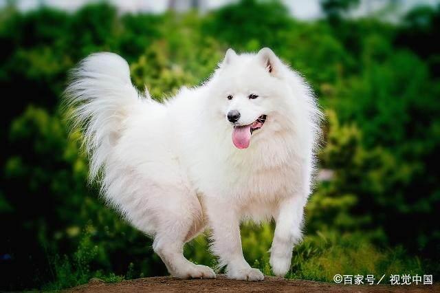 白色的狗有哪些?十大白色狗狗品种!又可爱又好看~喜欢吗?|白色|银狐犬|京巴狗_新浪新闻