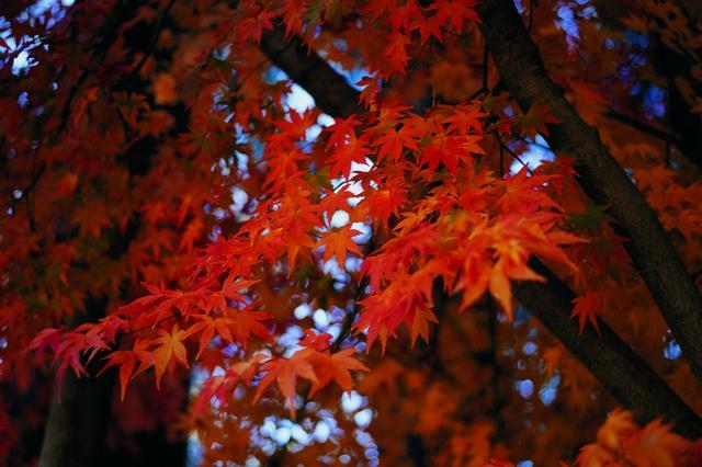 最美的秋季,像油画般的枫叶,漂亮的那样不真实