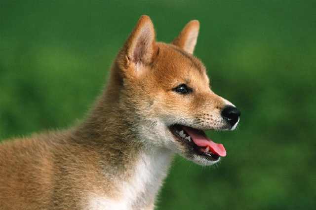 全世界最聪明的4种狗,边牧仅排第二!第一很多人不服气!