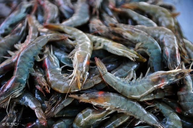 爱吃青虾朋友往这看 这几点要知道!